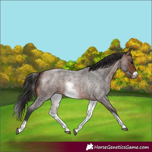 Horse Color:White Spotted Brown Roan Frame