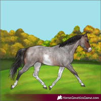 Horse Color:White Spotted Brown Roan Frame 