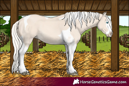 Horse Color:Cremello Splash Tobiano 