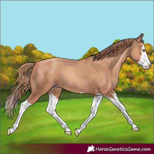 Horse Color:Gold Champagne Splash