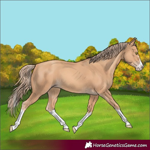 Horse Color:Gold Champagne Splash 