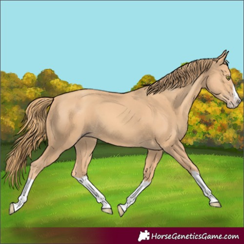 Horse Color:Gold Champagne Splash 