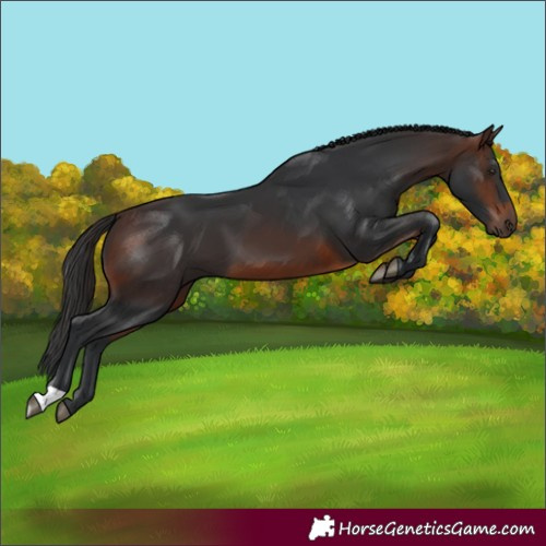 Horse Color:Brown 