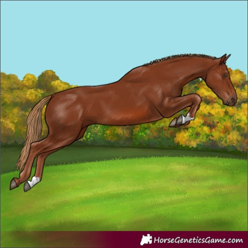 Horse Color:Chestnut 