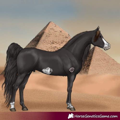 Horse Color:Smoky Black  and Smoky Black Frame 