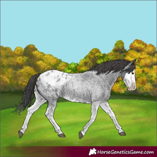 Horse Color:Blue Roan Splash Blanket