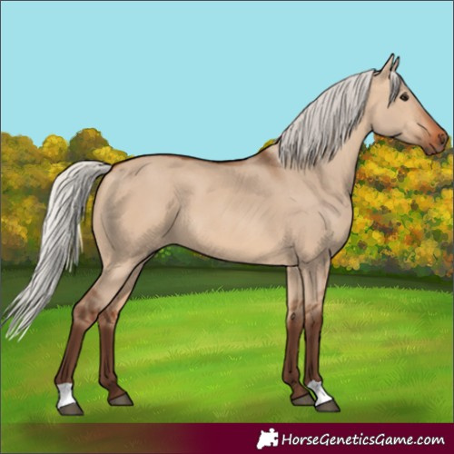 Horse Color:Silver Bay Dun 
