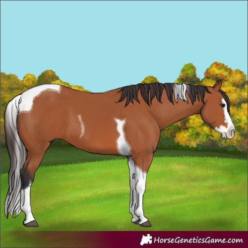 Horse Color:Bay Splash Tobiano 