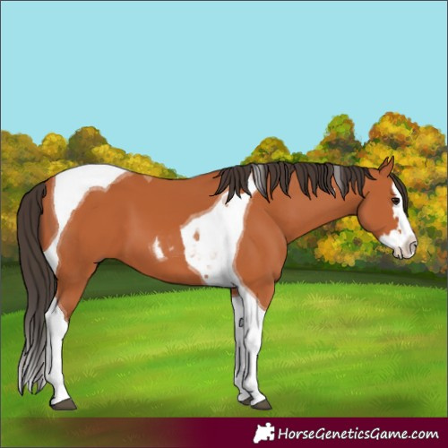 Horse Color:Bay Splash Tobiano 