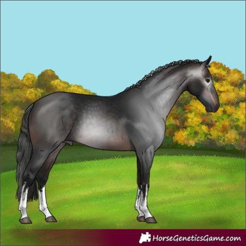 Horse Color:Gray White Spotted Bay 