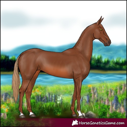 Horse Color:Chestnut 
