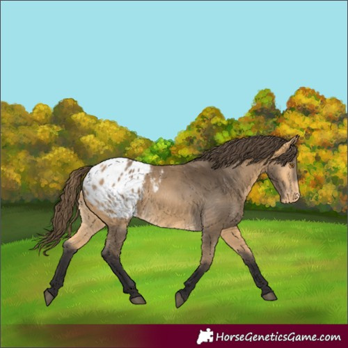 Horse Color:Buckskin Appaloosa