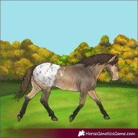 Horse Color:Buckskin Blanket 