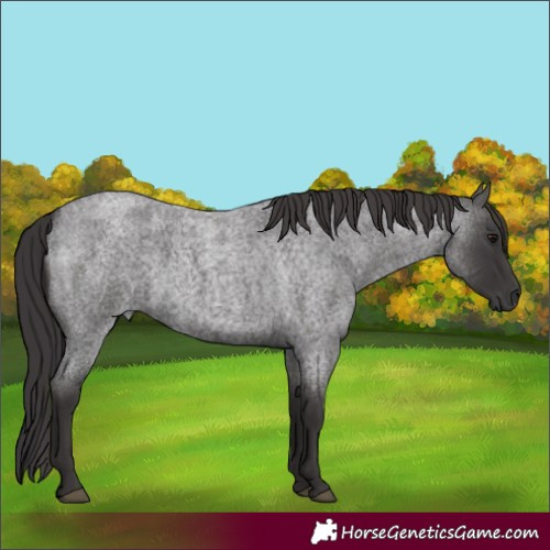 Horse Color:Unknown 