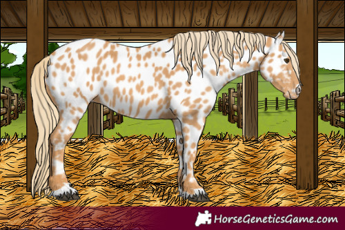 Horse Color:Chestnut Appaloosa