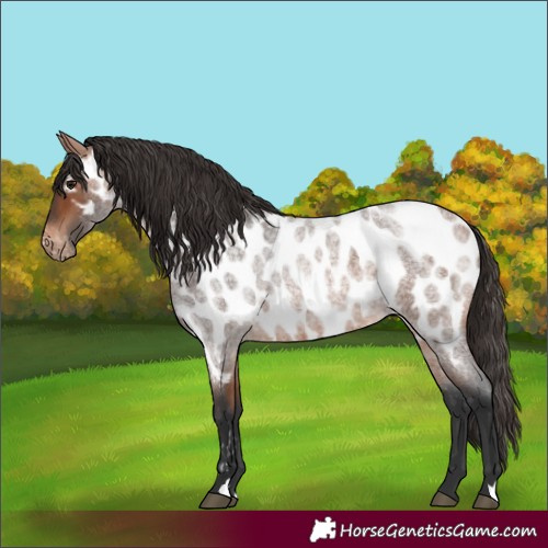 Horse Color:Bay Roan Appaloosa 