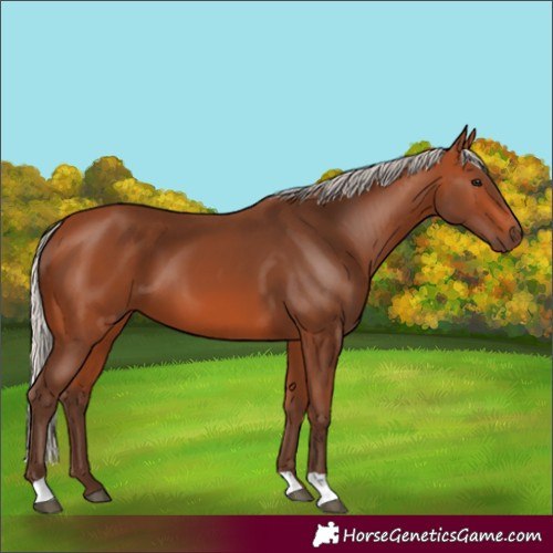 Horse Color:Silver Bay 