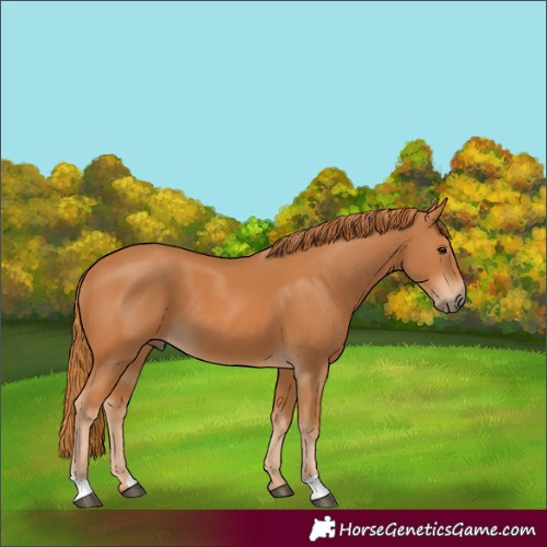 Horse Color:Unknown 