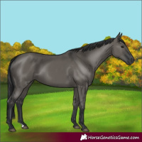 Horse Color:Grullo 