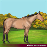 Horse Color:Bay Dun
