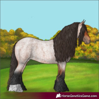 Horse Color:Bay Roan