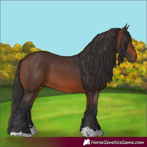 Horse Color:Unknown 