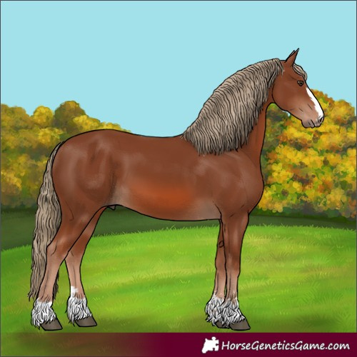 Horse Color:Chestnut 