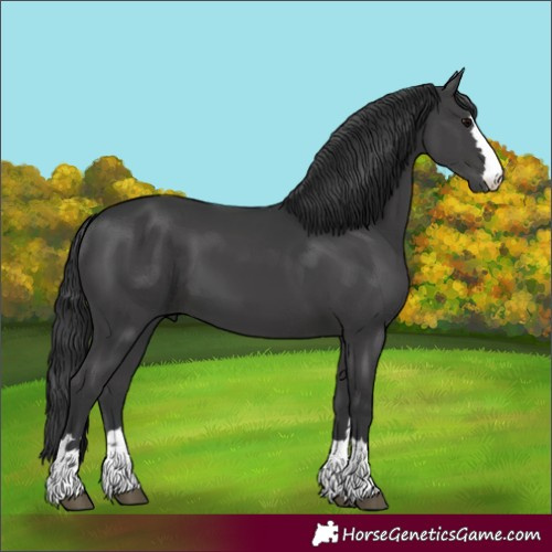 Horse Color:Unknown