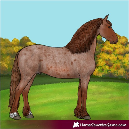 Horse Color:Red Roan