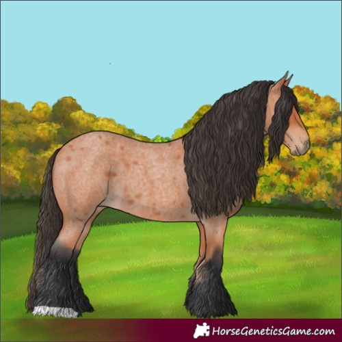 Horse Color:Bay Roan