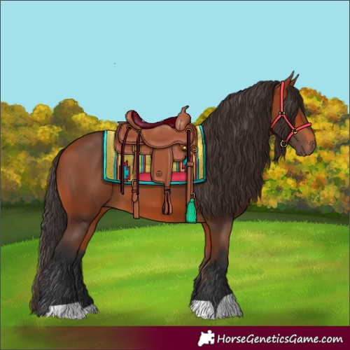 Horse Color:Unknown 