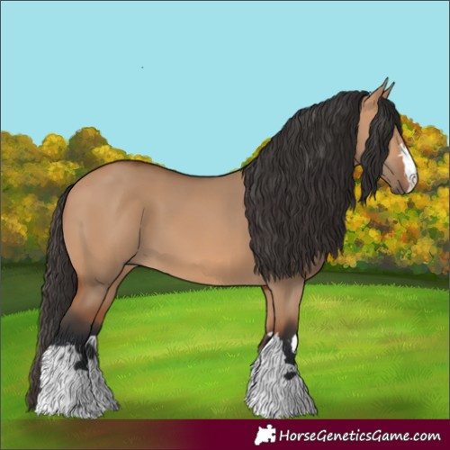Horse Color:Bay Dun 