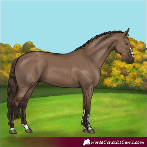 Horse Color:Liver Red Dun 