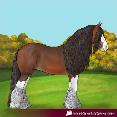 Horse Color:Bay Splash 