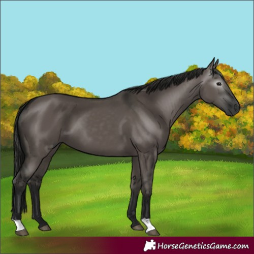 Horse Color:Gray Grullo