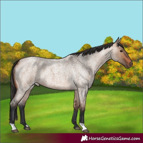 Horse Color:Bay Roan Dun