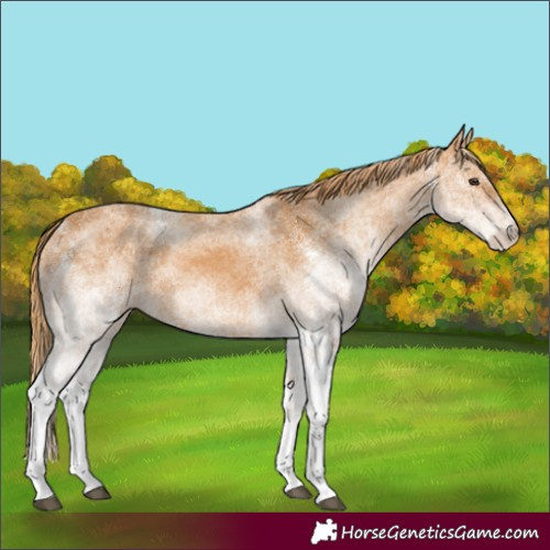 Horse Color:White Spotted Chestnut