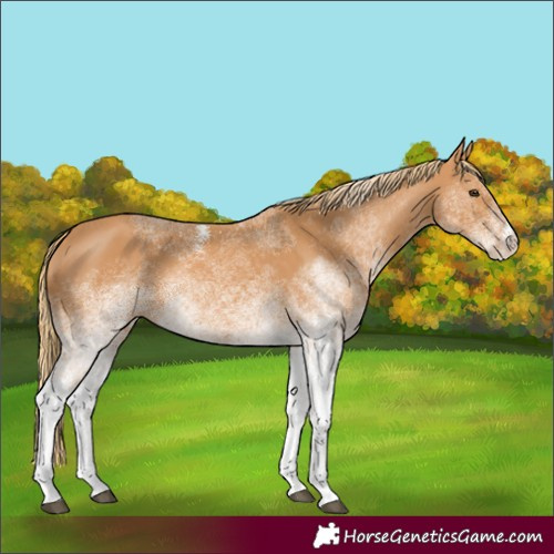 Horse Color:White Spotted Chestnut 