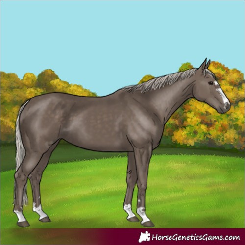Horse Color:Silver Black 