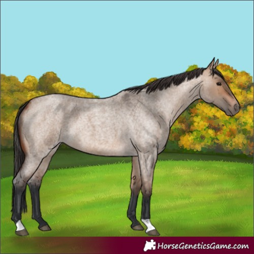 Horse Color:Bay Roan Dun 