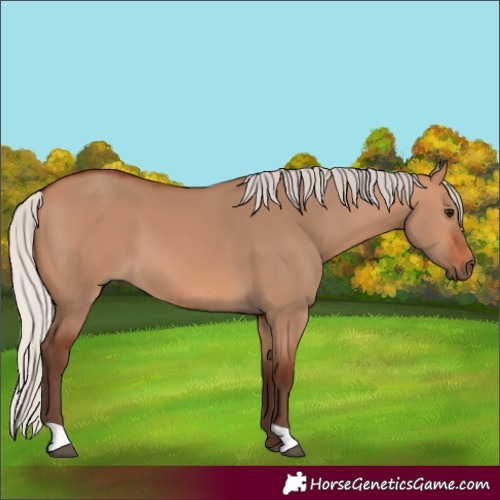 Horse Color:Silver Bay Dun