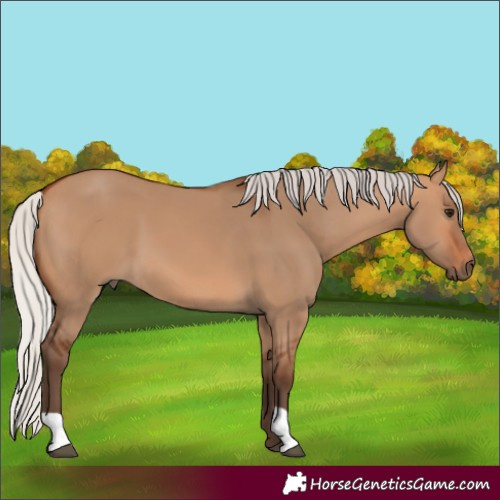 Horse Color:Silver Bay Dun 