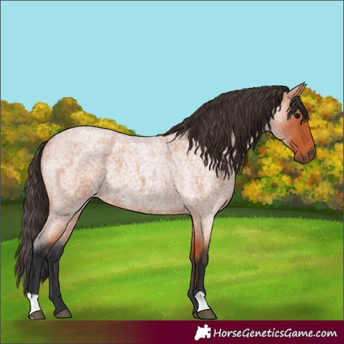 Horse Color:Bay Roan