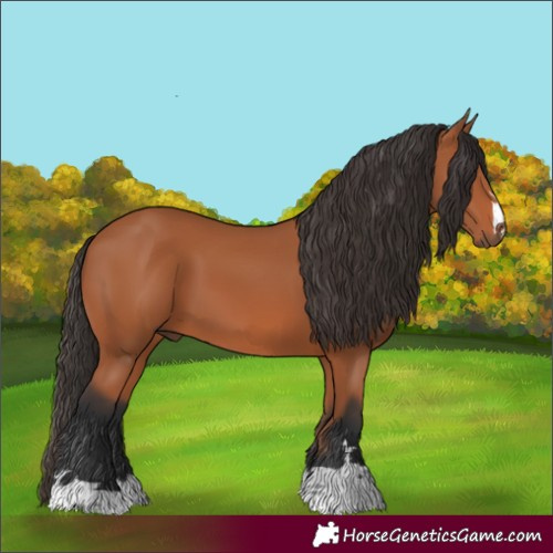 Horse Color:Bay 