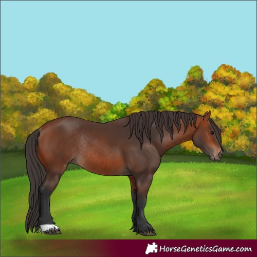 Horse Color:Unknown 
