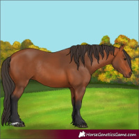 Horse Color:Bay Rabicano 