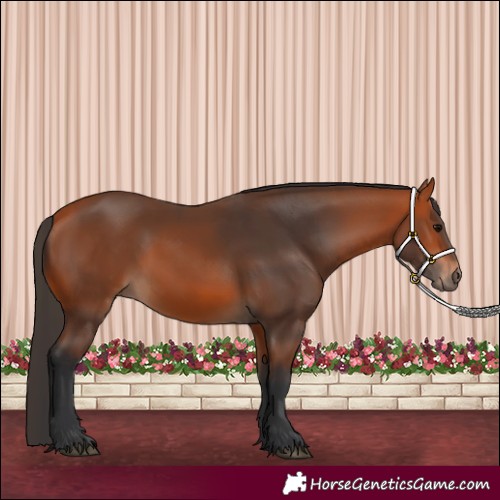 Horse Color:Bay Rabicano 