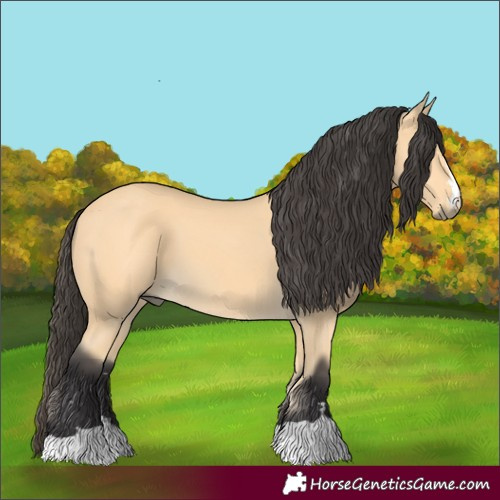Horse Color:Buckskin