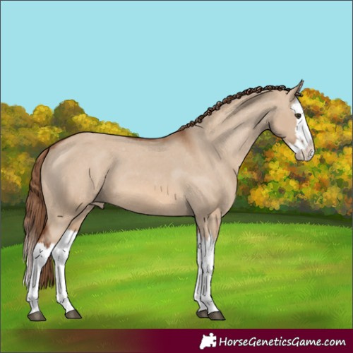 Horse Color:Red Dun Splash Appaloosa