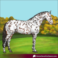 Horse Color:Bay Appaloosa 